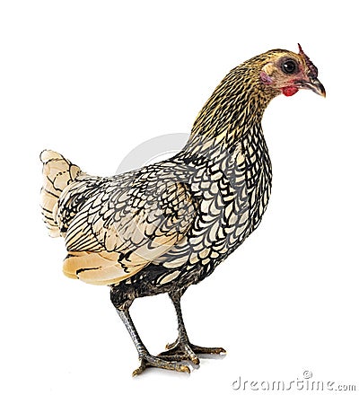 Sebright chicken in studio Stock Photo