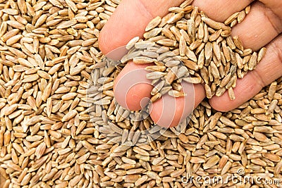 Rye cereal grain. Person with grains in hand. Macro. Whole food. Stock Photo