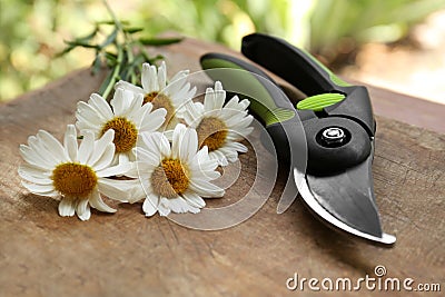 Secateur and beautiful chamomile flowers on wooden board, closeup Stock Photo