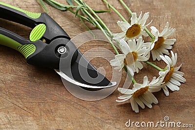 Secateur and beautiful chamomile flowers on wooden table, closeup Stock Photo