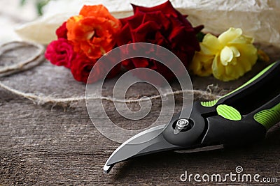 Secateur and beautiful roses on wooden surface, closeup. Space for text Stock Photo