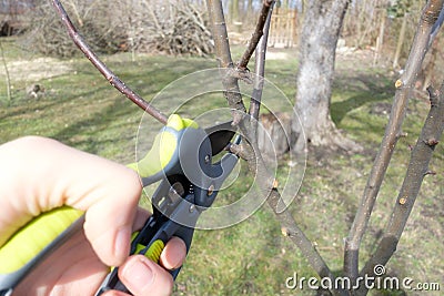 Secateur in man hand closeup Stock Photo