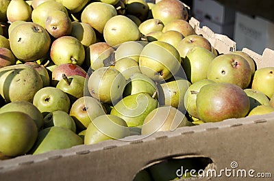 Seckel Pears Stock Photo