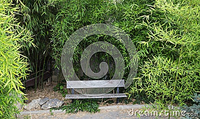 Secluded bench surrounded by lush bamboo Stock Photo