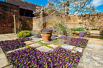 Secluded corner of old flagged English garden with violas and magnolia tree. Stock Photo