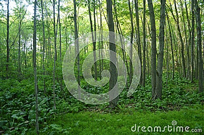 Secluded Forest Stock Photo