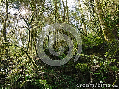 The secluded forest of Salt de Can Batlle in la Garrotxa Stock Photo