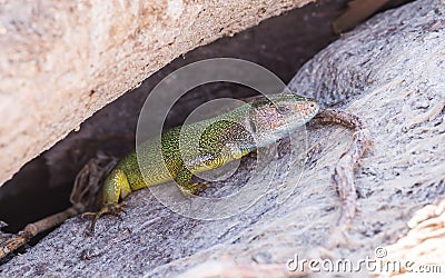 Secluded refuge lizards Stock Photo