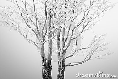 Seclusion tree Stock Photo