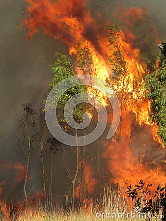 Second Largest Disaster Name is Forest Fire Stock Photo