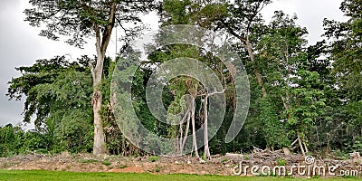 Secondary forest disturbed by tree cutting Stock Photo