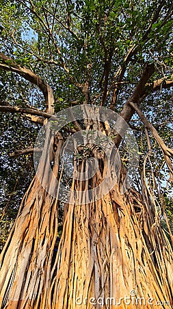 Tall Banyan tree at sunrise in a public park Stock Photo