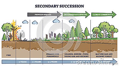 Secondary succession as ecological recovery after wildfire outline diagram Vector Illustration