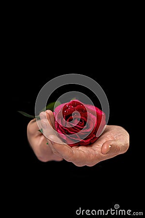 secret admirer, male hands holding rose on black background Stock Photo