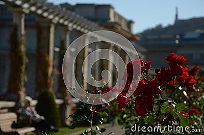 Secret romantic place and red roses Stock Photo