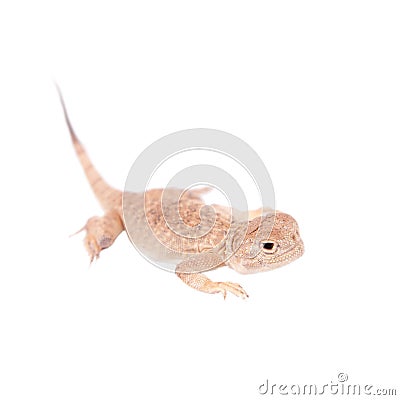 Secret Toad-Headed Agama on white Stock Photo