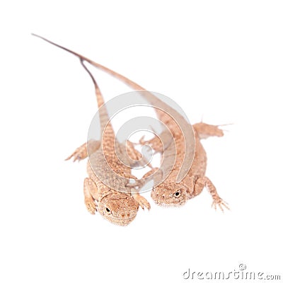 Secret Toad-Headed Agama on white Stock Photo