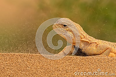 Secret Toadhead Agama or Phrynocephalus mystaceus. Toad-headed agama Stock Photo