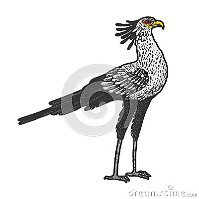 Secretary bird animal sketch vector illustration Vector Illustration