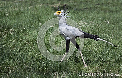 Secretary bird closeup walking across grassy is a large wild raptor in Tanzania, Africa Stock Photo
