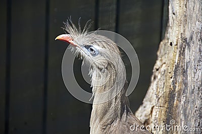 Secretary Bird Stock Photo