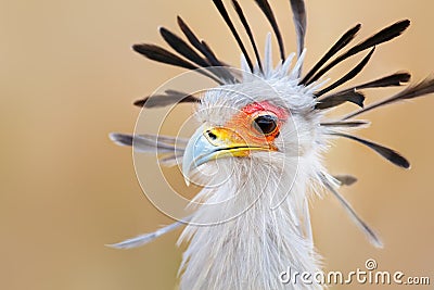 Secretary bird portrait Stock Photo