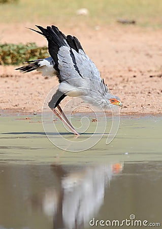 Secretary Bird reflection drinking water Stock Photo