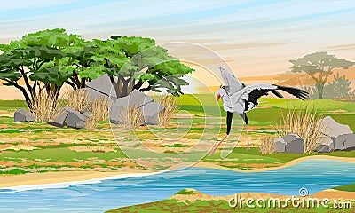 The secretary bird Sagittarius serpentarius hunts for snakes on the riverbank in the African savannah Vector Illustration