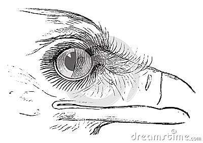 Secretary Bird or Sagittarius serpentarius, showing nictitating membrane in the eye Vector Illustration