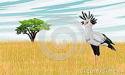 The secretary bird Sagittarius serpentarius stands in a dry African savanna with tall grass and a lone tree Vector Illustration