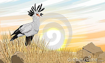 The secretary bird Sagittarius serpentarius stands in a dry African savanna with tall grass and stones Vector Illustration