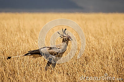 Secretary bird Sagittarius serpentarius a very large, mostly terrestrial bird of prey, Serengeti National Park Tanzania Stock Photo