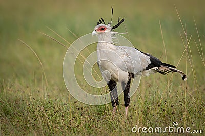 Secretary bird stands in grass in savannah Stock Photo