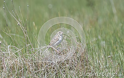 A Secretive Baird`s Sparrow Perched on n Exposed Clump of Grass in a Grassland Meadow Stock Photo