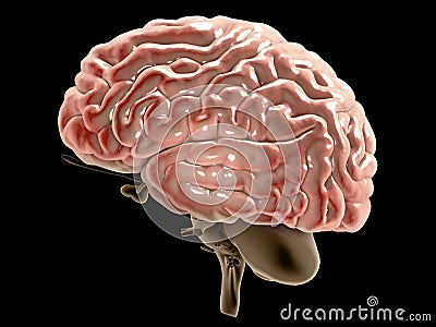 Section of a brain seen in profile. Degenerative diseases, Parkinson, synapses, neurons, Alzheimer`s Stock Photo