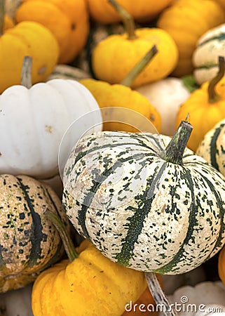Section of colourful squash Stock Photo