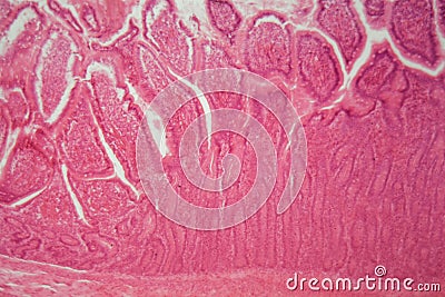 Section of a dog ciliated columnar epithelium Stock Photo