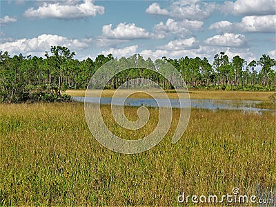 Florida Trail Marsh Land Stock Photo