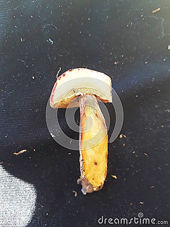 Section of little red mushroom in wood Stock Photo