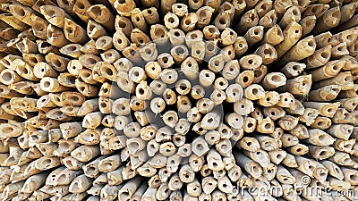 Section part of bamboo Stock Photo