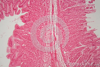 Section of the pyloric region of a dog stomach Stock Photo