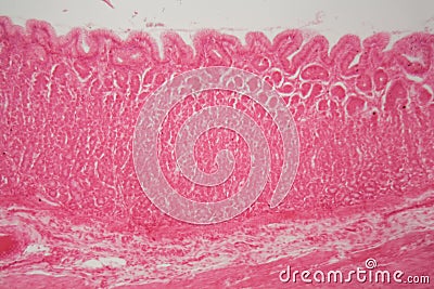 Section of the pyloric region of a dog stomach Stock Photo