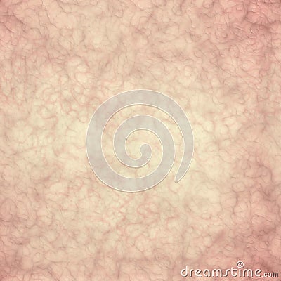 Section of the skin, texture of the skin of a human body, anatomy Stock Photo