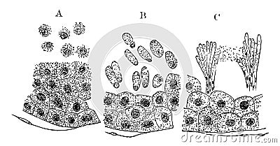 Section of the Testis of a Dog vintage illustration Vector Illustration