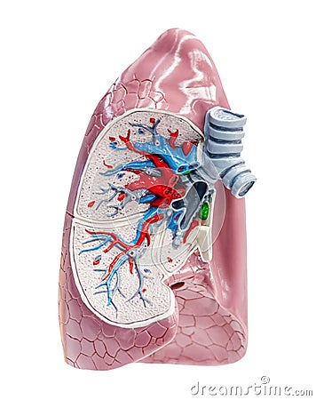 Section to human lungs Stock Photo