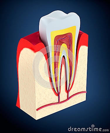 Section of the tooth. pulp with nerves Stock Photo
