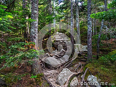 Exposed Rocky Trail Through Dense Woods Stock Photo