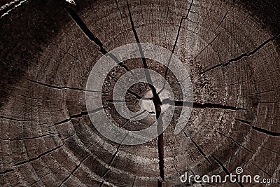 Sectional view of a thick trunk of an old tree Stock Photo