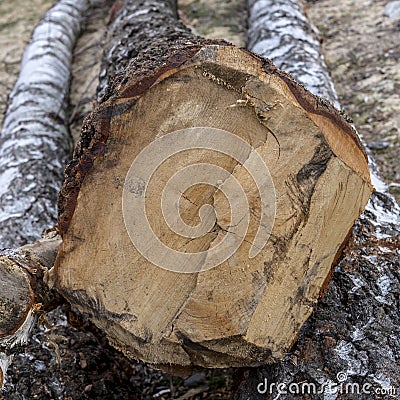 Sectioned tree trunk Stock Photo