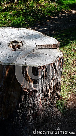Sectioned tree trunk seen from above with the typical veins and a hole in the center, Stock Photo